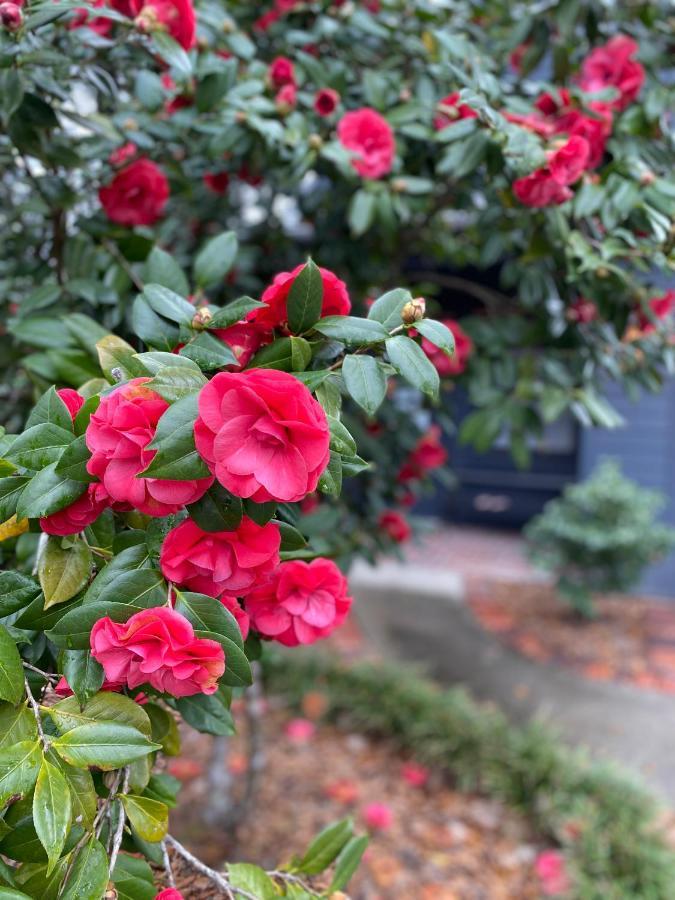 Carriage House 2 Bdrm At Camellia Cottages In Historic Summerville, Sc Luaran gambar